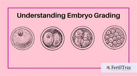 embryo grading day  day  success rates fertiltree