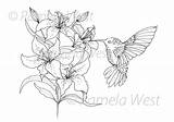 Lilies Hummingbird sketch template