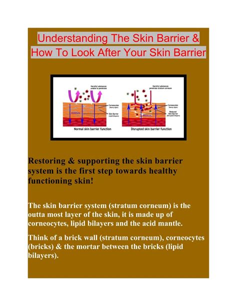 understanding  skin barrier      skin barrier powerpoint