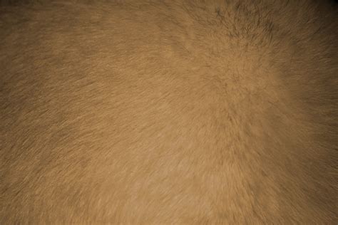 tan  light brown fur texture picture  photograph  public domain