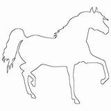 Horse Outline Spirited Outlines Coloringbuddy sketch template