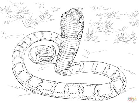 realistic king cobra coloring page  printable coloring pages