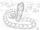 Coloring Cobra Anaconda Pages King Realistic Python Snakes Snake Printable Mamba Drawing Sketch Burmese Print Color Titanoboa Cobras Green Drawings sketch template