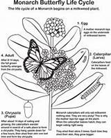 Monarch Pollinator Loudounwildlife sketch template