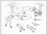 Rana Evolucion Anfibios sketch template