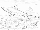 Shark Coloring Pages Bull Realistic Drawing Megalodon Printable Outline Goblin Sharks Basking Color Haai Fish Adults Kids Getcolorings Haaien Ocean sketch template