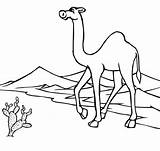 Desert Camels Sahara sketch template