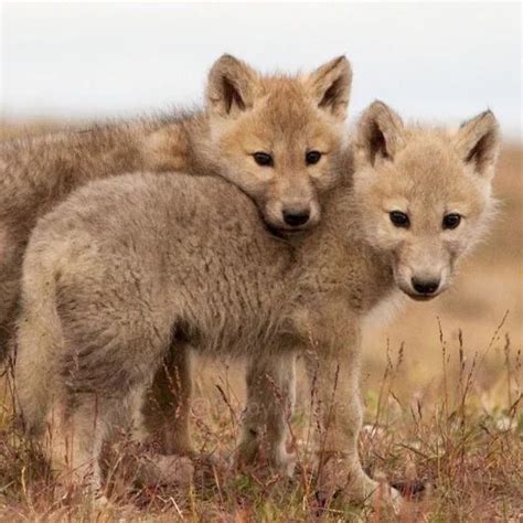 wolf  twitter baby wolves cute animals cute animal pictures