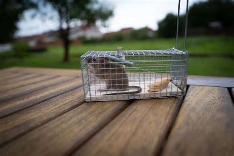 diy mouse traps cascade pest control