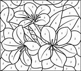 Malen Tropische Malvorlagen Blumen Zahlen Blume Coloritbynumbers Jasmim Mandala Desen Vorlagen Aquarell Falten Skizzen Sheets sketch template