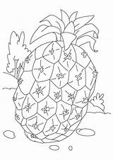 Pineapple Coloring Pages Sugarloaf Parentune Worksheets Books Categories Similar sketch template