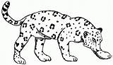 Jaguar Coloring Pages Kids Printable Draw Drawings Face Template Easy Popular sketch template
