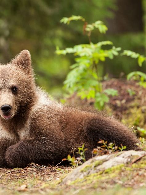 cute baby brown bears