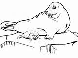 Foki Arctic Antartica Focas Kolorowanka Lodu Krze Antarctica Seals Antarctic Sheets Getdrawings Albanysinsanity sketch template