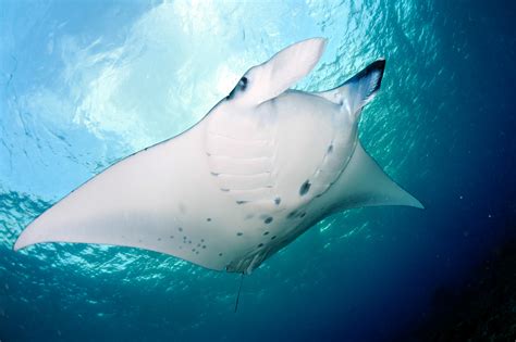 adopt  manta ray ocean gift ideas manta trust