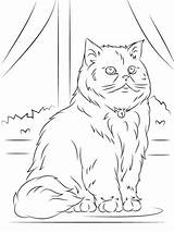 Cat Coloring Pages Persian Sitting Printable Animal Supercoloring Templates Cats sketch template