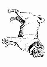 Mops Carlin Malvorlage Hond Perro Carlino Educol sketch template