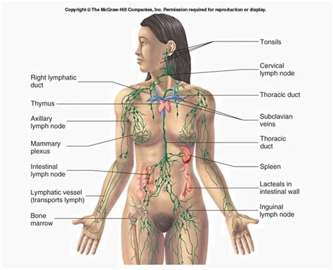 Label The Lymph Node A Guide To Understanding The Lymphatic System