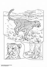 Cheetah Afb Slijm Schoolplaten Printen Dieren Leopardo Terwijl Leren Ze Tekeningen Downloaden Uitprinten sketch template