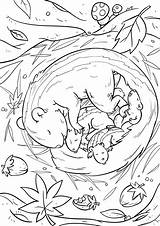 Tiere Wald Eichhörnchen Malvorlage Winter Malvorlagen Erwachsene Malvorlagentv sketch template