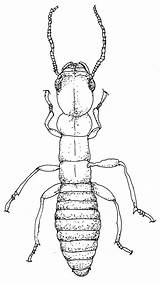 Termite sketch template