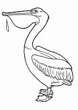 Pelican Coloring Pages Print sketch template
