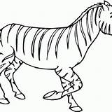 Binturong Designlooter Zebras sketch template