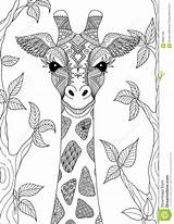 Giraffe Coloring Pages Adult Dreamstime Book sketch template