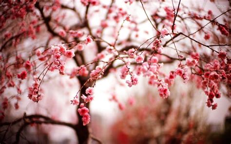 cherry blossom flower hd  wallpapers desktop wallpaper car