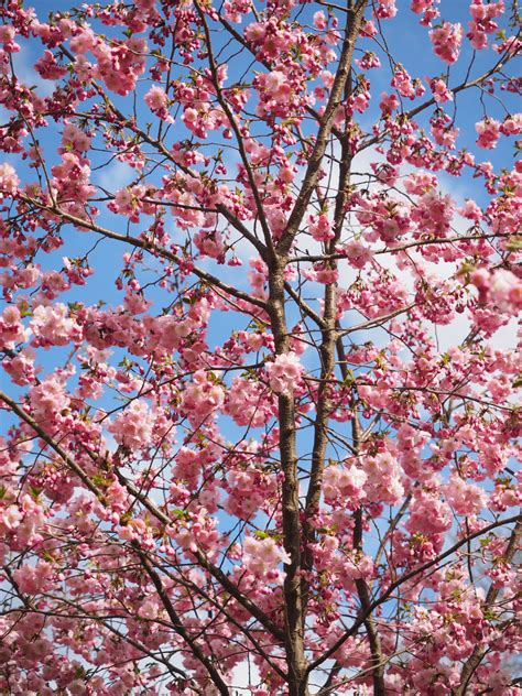 images tree branch flower petal spring produce color