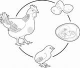 Cycle Chicken Life Clip Vector Fetal Position Illustrations Similar sketch template