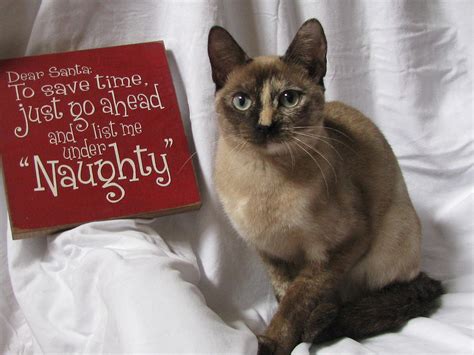 Funny Christmas Kitten Naughty Tortie Photograph By Pamela Benham