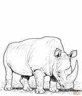 Rhino Rinoceronte Rinocerontes Colorir Rhinoceros Jumanji Pastando Colorare Printable Colouring Drawing Bianco Rhinos sketch template