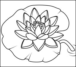 water lily coloring page printables apps  kids