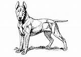 Bull Terrier Coloring Pages Dog Getcolorings Printable Color sketch template