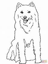 Husky Coloring Pages Alaskan Dog Printable Color Baby Siberian Dogs Online Sheets Colouring Papillon Puppy Malamute Supercoloring Getcolorings Print Popular sketch template