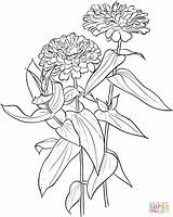 Zinnia Flower Coloring Drawing Elegans Pages Supercoloring Drawings Zinnias Printable Flowers Rose Color Line Meadow Rosa Blanda Prairie Wild Crafts sketch template