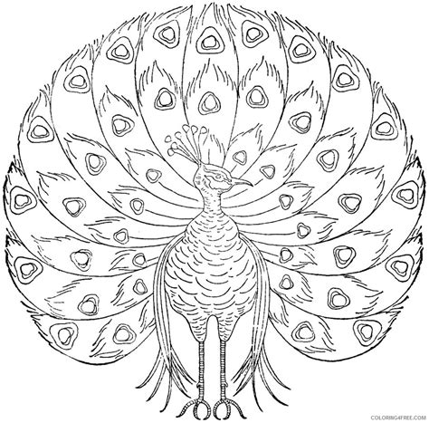 peacock coloring pages  adults