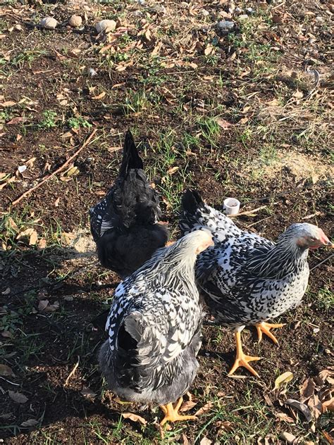 What Sexual Are These Black Sex Link Chickens Backyard Chickens