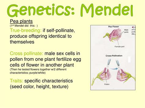 Ppt Genetics Mendel And Punnett Squares Powerpoint Presentation Id