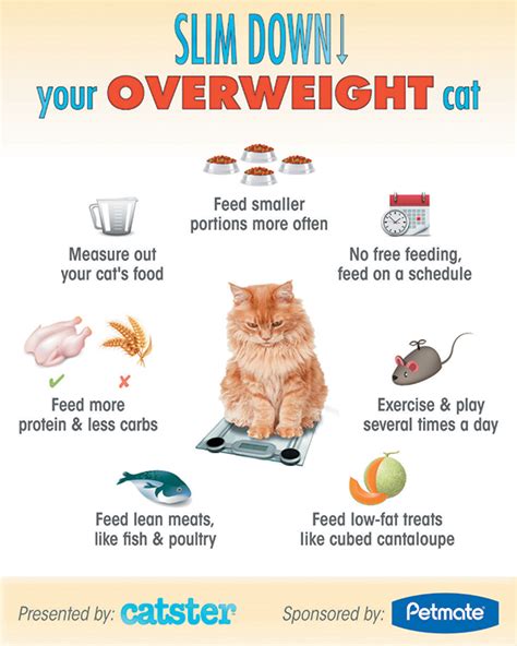 5 health risks for overweight cats catster