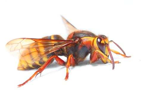 european hornet control  treatments   home yard  garden