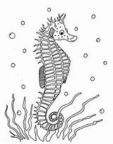 Seahorse Hippocampe Seepferdchen Colorir Marinho Animaux Cavalo Colorat Konik Morski Animales Kolorowanki Marins Seahorses Marinos Coloriages Caluti Marinhos Desenhos Ausmalbild sketch template
