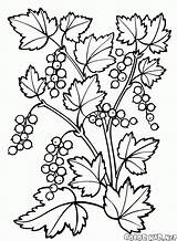 Beeren Malvorlagen Strauch Johannisbeere sketch template