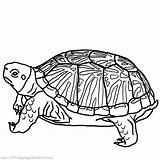 Turtle Coloring Pages Turtles Box Sea Cute Kids Printable Print Drawing Tool Colouring Color Adults Hard Sheets Educational Sheet Adult sketch template