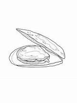 Colorare Cozza Mussel Disegni Coloring Moules Molluschi Aperta Bambini Disegnare sketch template