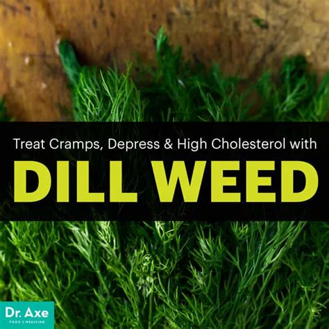 8 surprising dill weed benefits 6 is energizing dr axe