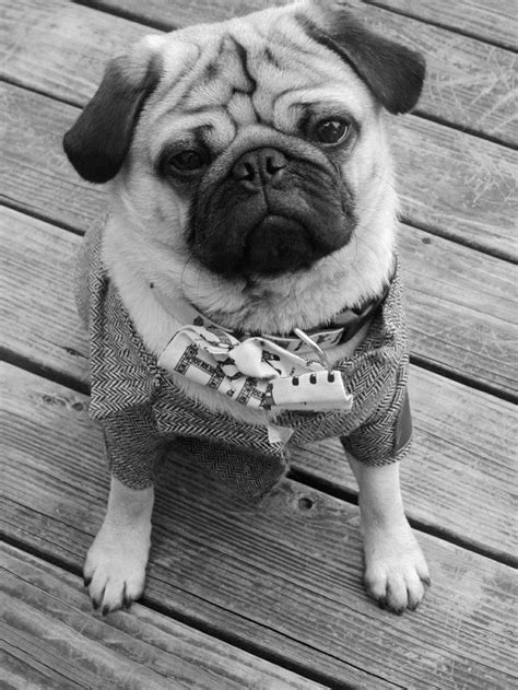 Pin By Amanda Taylor Schoenbeck On Partial To Pugs Pug Puppies Cute