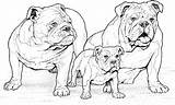 Coloring Pages Dog Dogs Breed Puppy Bulldog English Pound Bull Adults sketch template