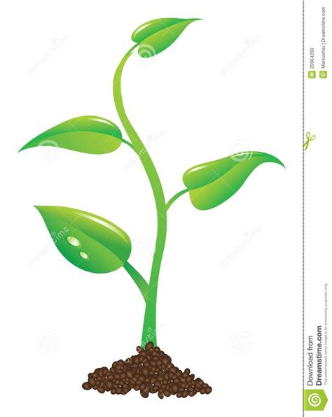 young plant illustration clipart panda  clipart images